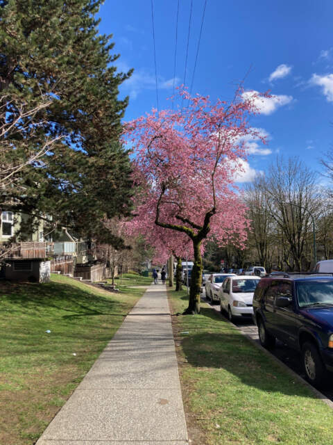 Cherry blossoms at 16th St near Edmonds